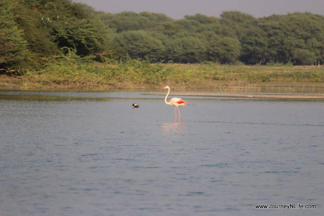 Thol Lake Bird Sanctuary - A birding paradise