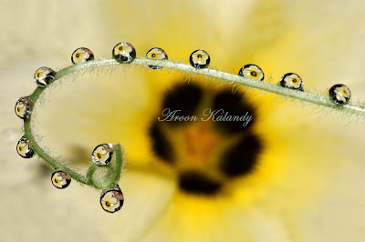 water droplets photography
