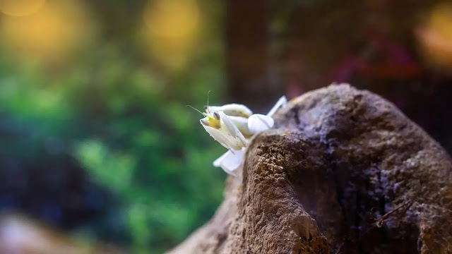 Orchid Mantis