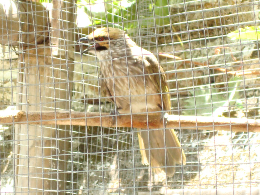 Harga Harga Burung Jalak Suren - Harga Yos