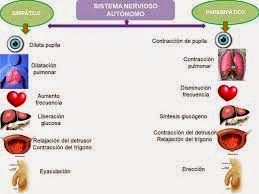 Sistema Nervioso Autonomo