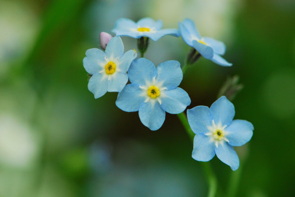 Species Of Uk Week 55 Wood Forget Me Not Myosotis Sylvatica