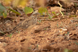 Sky Lark