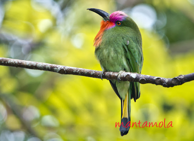 Red Bearded Bee Eater