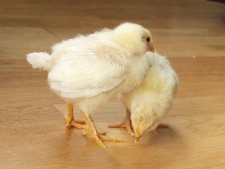 Giggle Giggle Quack. and a giggle) here is a