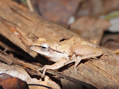 Brown Tree Frog in the Hunan Botanical Garden