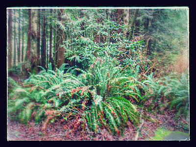 Go take a walk in the Redwood Forest... The Arcata Community Forest is Especially Fine as it's So Very Close to Civilization... A Study in Contrasts!