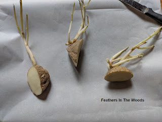 Pieces of potato with sprouts cut for planting.