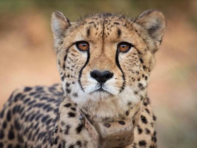 Sasha Cheetah