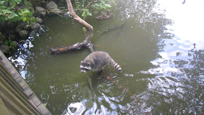 Fishing raccoon in Stanley Park, Vancouver