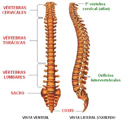 columna vertebral