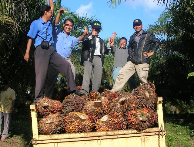 Cara Meingkatkan Kualitas dan Kuantitas Hasil Produksi Perkebunan Sawit