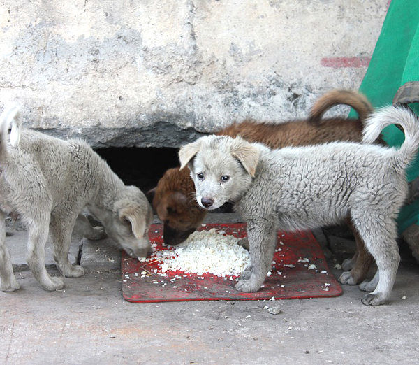 can dogs eat rice, is rice good for dog's health, benefits of rice for dogs, what types of rice can dogs eat, risks of rice for dogs, how to feed rice to dogs, what additional foods can you give to dogs other than rice, feeding dogs, how to feed dogs