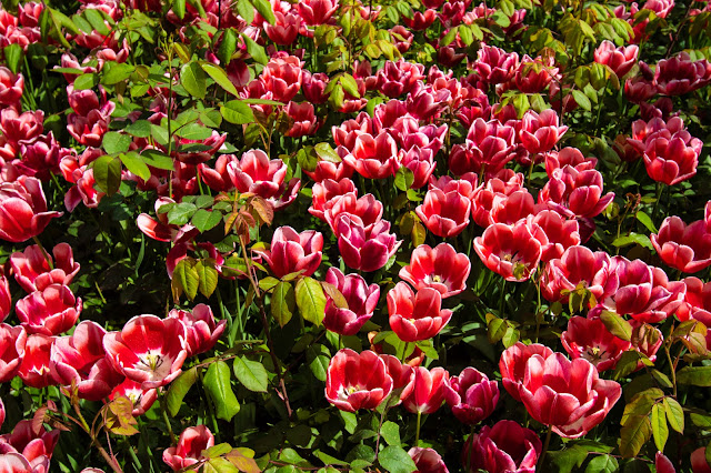 Tulipani-Palazzo Topkapi-Istanbul