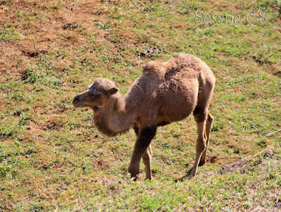 Camello bactriano - Parque de la Naturaleza de Cabárceno - Cantabria