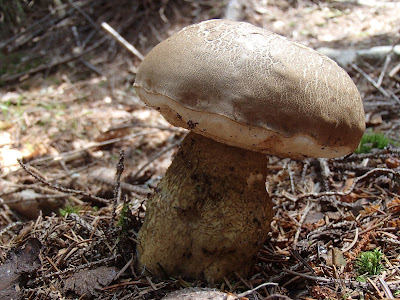 Orawa. Lipnica Wielka, grzyby sierpnia, sierpniowe grzybobranie, grzybobranie na Orawie, goryczak żółciowy, Tylopilus felleus