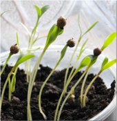 etiolated coriander seeds