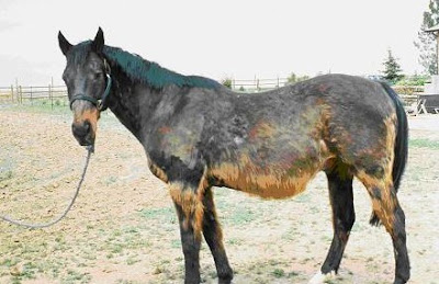 Cushing Disease In Horses Pictures4