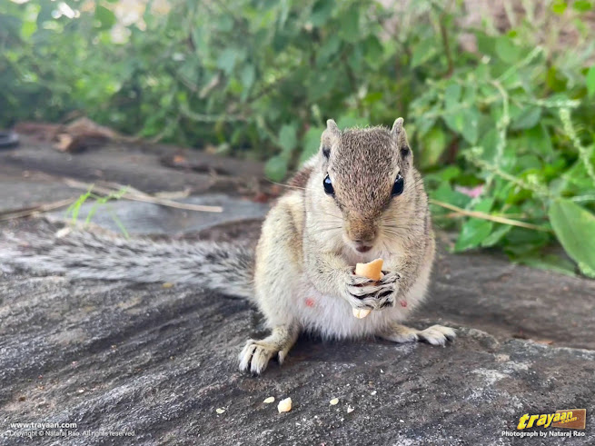 Indian palm squirrel having a snack