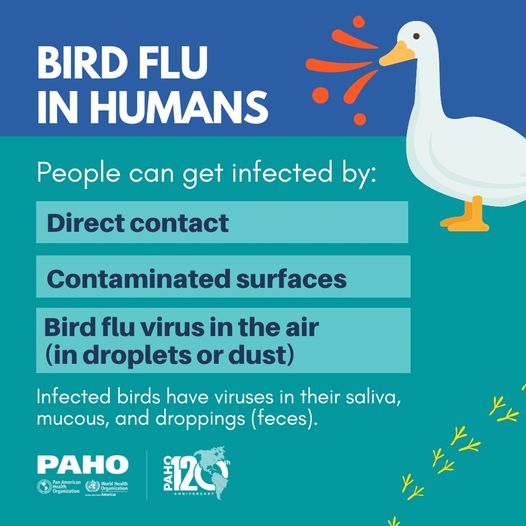 Bird Flu, How can I catch it?