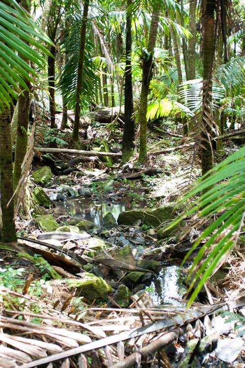 El Yunque Rainforest blog-16