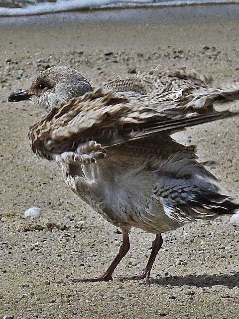 A young seagull on the beach at Carlyon Bay