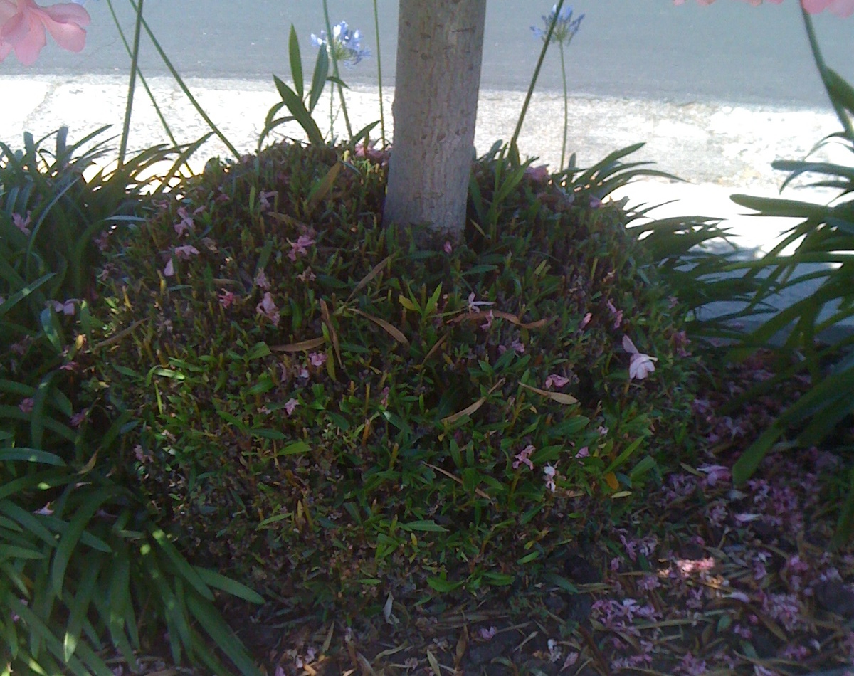 Genos Garden Design & Coaching | : Plant I.D. Nerium Oleander