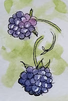 Sketch of wild blackberries