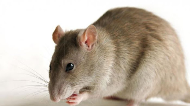 Easy ways to get rid of rodents