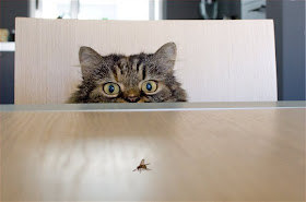Funny cat hunting a fly, funny cat, cat picture