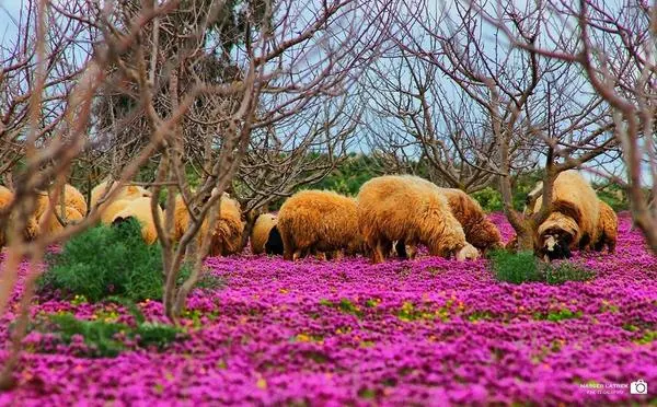 شاهد الطبيعة الخلابة بمنطقة الصفصاف جنوب مدينة شحات سبحان الخالق The most beautiful city of flowers and nature North Africa   , 