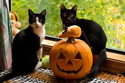 Halloween Wallpapers - Free Halloween Wallpapers: Halloween Kitten