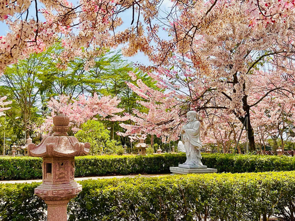 高雄六龜神威天台山道場花旗木盛開，環境清幽景色怡人，免費參觀