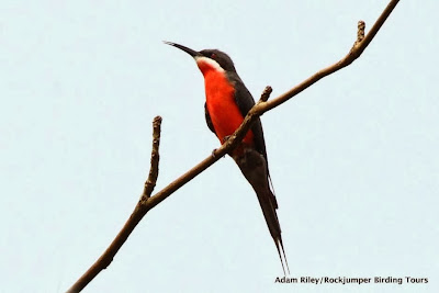 Abejaruco de Malimba Merops malimbicus