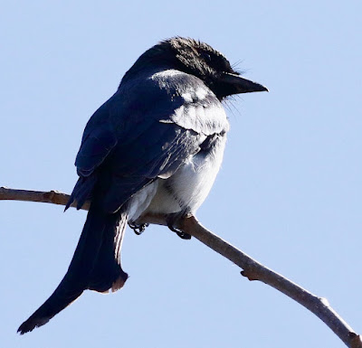 White-bellied Drongo -resident