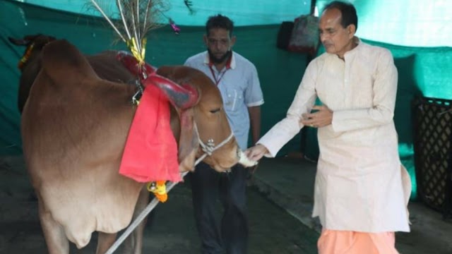 গো-শালার জন্য ট্যাক্স নেবে মধ্যপ্রদেশের বিজেপি সরকার, ঘোষণা শিবরাজের