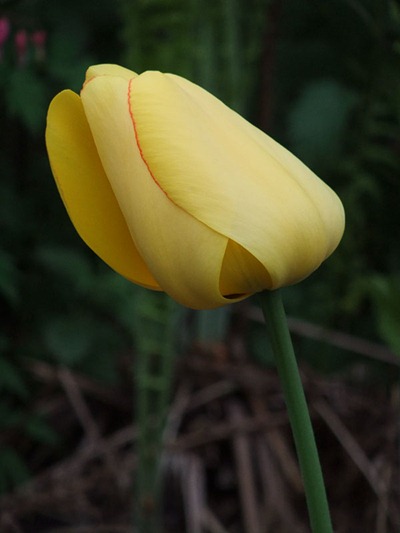 DSCF2390_tulip_OOC[1]