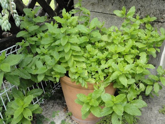 Drying herbs for storage 