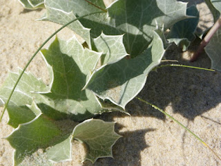 Sea holly