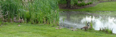 gander, goose, and goslings