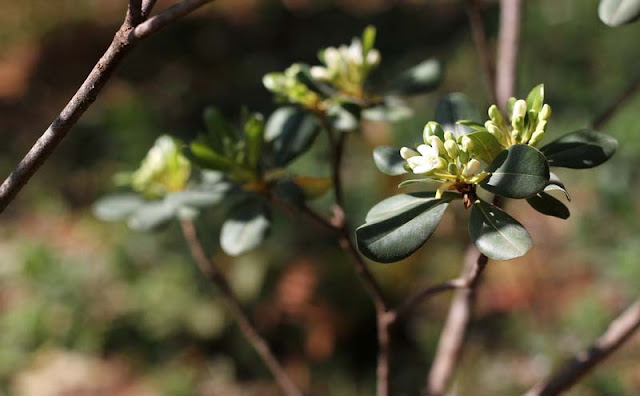 Pittosporum Tobira Flowers Pictures