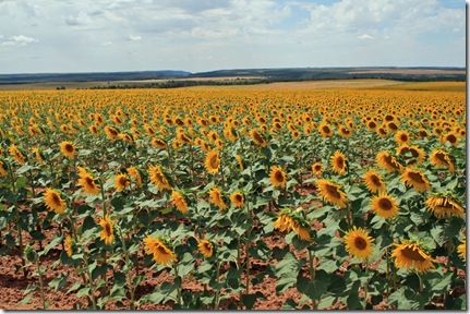 sunflowers