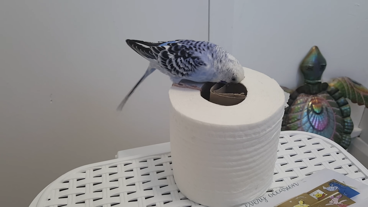 Is It Safe for Budgies to Chew Paper