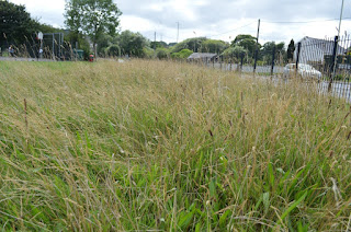 Wild Meadow area in Pontyclun Park