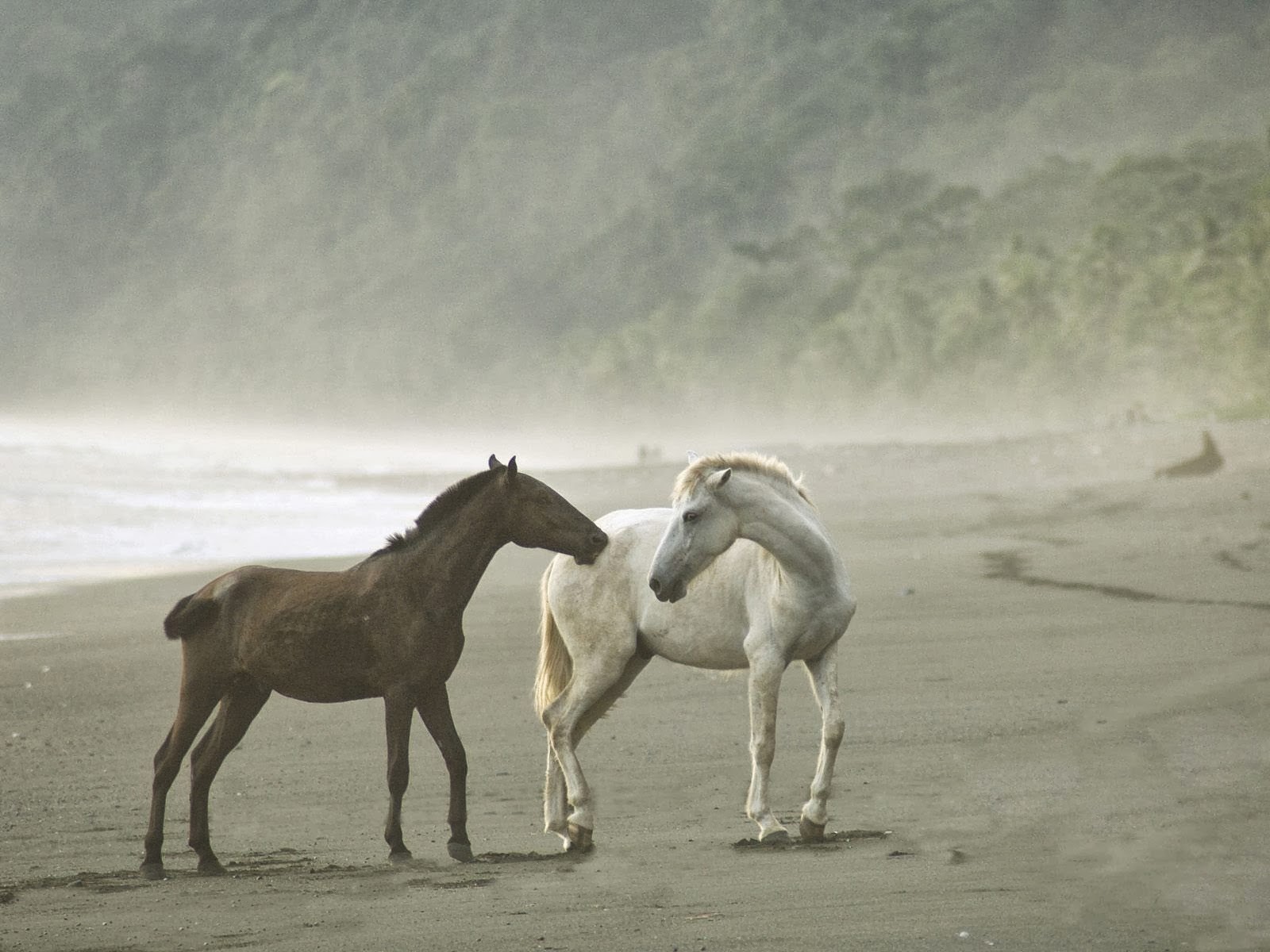 Beautiful Horse Wild Horses Pictures