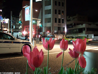 Some flowers at the street