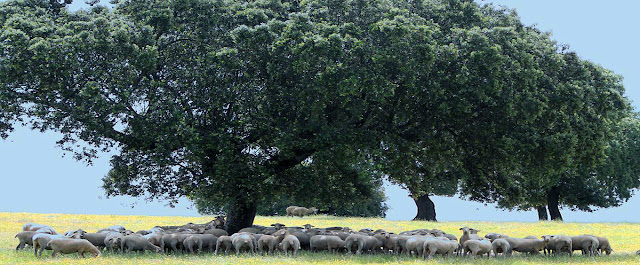 Encina de las mil ovejas