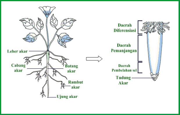 Mengenal Bagian-Bagian Akar secara Morfologi dan Anatomi