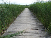 The boardwalk