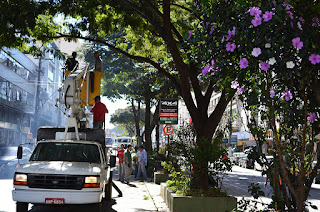 Árvores do canteiro central ganham cuidados especiais da Prefeitura de Teresópolis